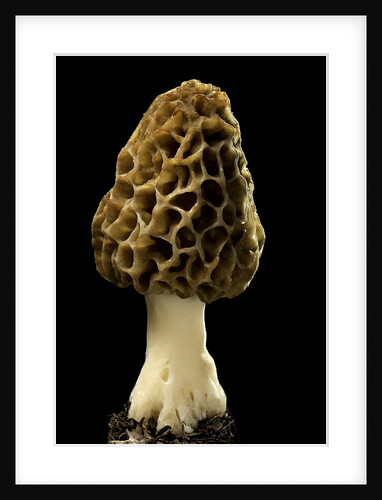 Morchella esculenta (yellow morel, true morel, common morel, morel) by Anonymous