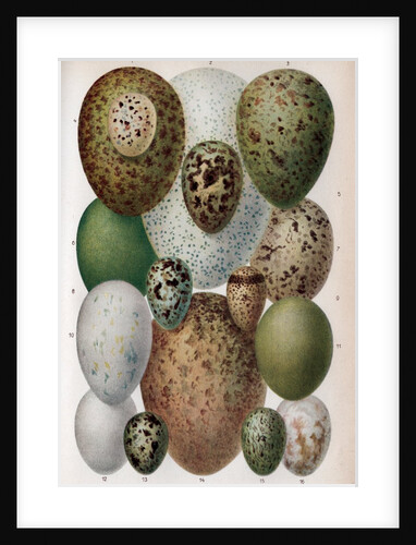 Scientific Illustration of Various Eggs #1 by Anonymous