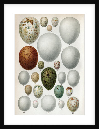 Scientific Illustration Of Various Eggs #2 by Anonymous