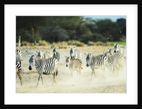 Kenya, Amboseli National Park, zebras running in the dust by Anonymous
