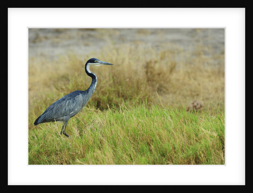 Kenya, Amboseli National Park, Black-Headed Heron by Anonymous