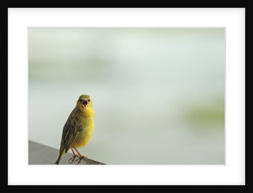 Kenya, Amboseli National Park, yellow canary or Weaver by Anonymous