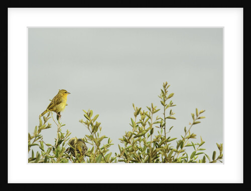 Kenya, Amboseli National Park, yellow canary or Weaver by Anonymous