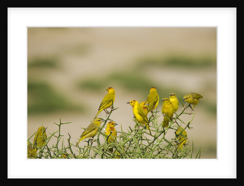 Kenya, Amboseli National Park, Yellow canary or weaver by Anonymous