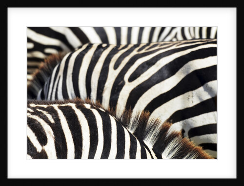 Kenya, Amboseli National Park, close up on zebra stripes by Anonymous