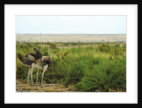 Kenya, Amboseli National Park, 2 female ostrich by Anonymous