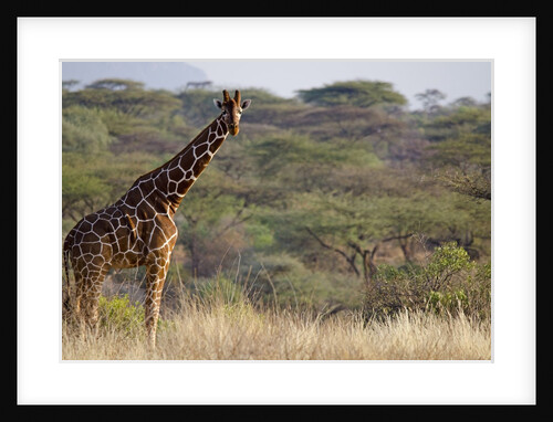Kenya, Laikipia, Il Ngwesi, Reticulated Giraffe in the bush by Anonymous