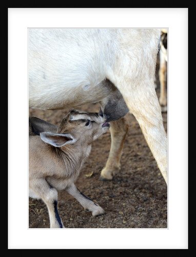 Kenya, Laikipia, Il Ngwesi, goat feeding her baby by Anonymous
