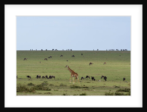 Kenya, Masai Mara National Reserve, giraffe and wildebeests in the plain by Anonymous