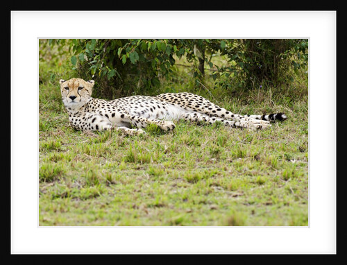 Kenya, Masai Mara National Reserve, cheetah lying and resting by Anonymous