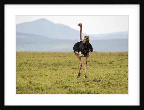 Kenya, Masai Mara National Reserve, male ostrich walking in the savanna by Anonymous