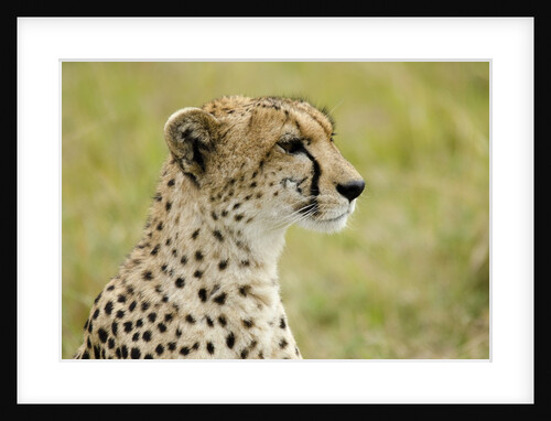 Kenya, Masai Mara National Reserve, cheetah alert in the savanna ready to chase for a kill by Anonymous
