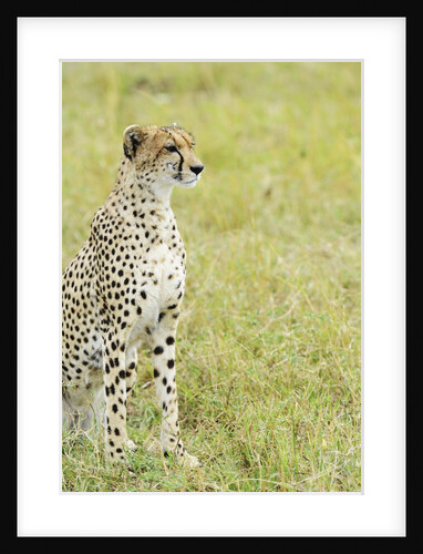 Kenya, Masai Mara National Reserve, cheetah alert in the savanna ready to chase for a kill by Anonymous