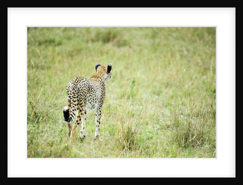 Kenya, Masai Mara National Reserve, cheetah alert in the savanna ready to chase for a kill by Anonymous