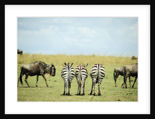 Kenya, Masai Mara National Reserve, rear view of zebras looking at the plain by Anonymous
