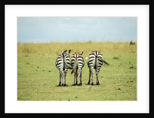 Kenya, Masai Mara National Reserve, rear view of zebras looking at the plain by Anonymous