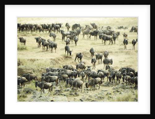 Kenya, Masai Mara National Reserve, zebras and wildebeests ready for the great migration by Anonymous