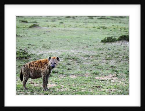 Kenya, Masai Mara National Reserve, spotted hyena by Anonymous