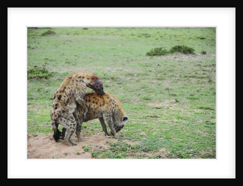 Kenya, Masai Mara National Reserve, hyena mating by Anonymous