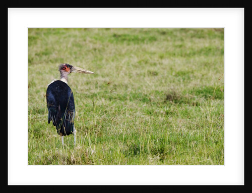 Kenya, Lake Nakuru National Park, Marabou Stork by Anonymous