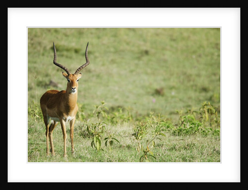 Kenya, Lake Nakuru National Park, Male Impala (Aepyceros melampus) by Anonymous