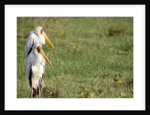 Kenya, Lake Nakuru National Park, Yellow-billed Stork, Mycteria ibis by Anonymous