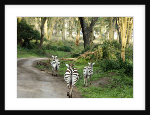 Kenya, Lake Nakuru National Park, rear view on 3 zebras at sunset by Anonymous