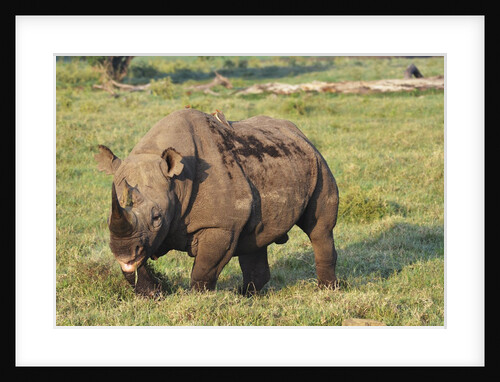 Kenya, Lake Nakuru National Park, White Rhinoceros or Square-lipped Rhinoceros (Ceratotherium simum) by Anonymous