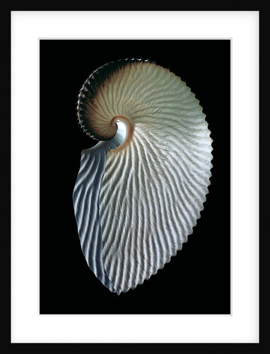 Argonauta argo by Anonymous