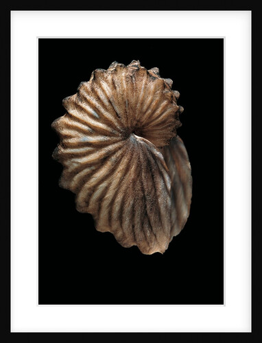 Argonauta boettgeri by Anonymous