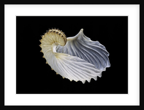 Argonauta cornuta (argonaute) by Anonymous