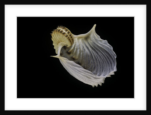 Argonauta cornuta by Anonymous