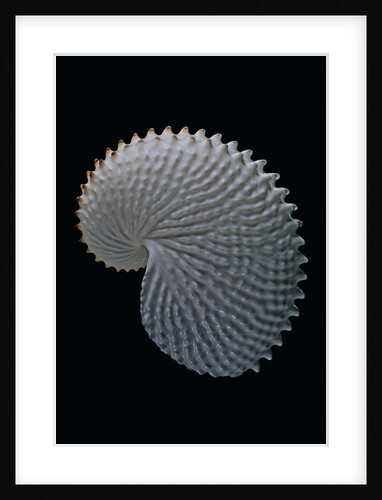 Argonauta nodosa by Anonymous