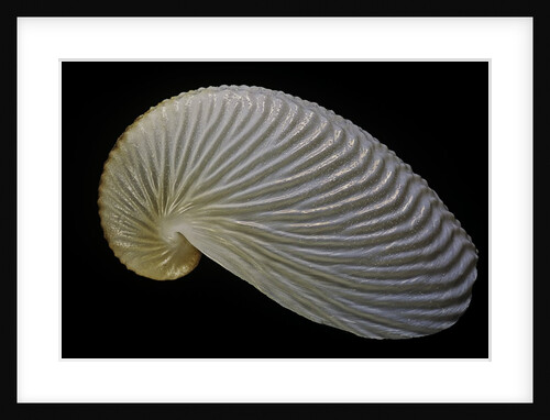 Argonauta nouryi by Anonymous