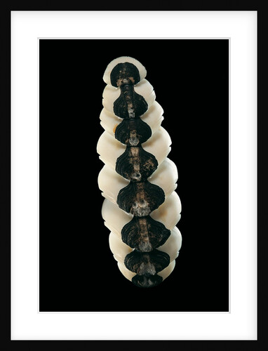 Chiton goodalli by Anonymous