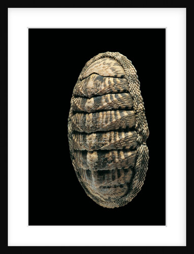 Chiton squamosus by Anonymous
