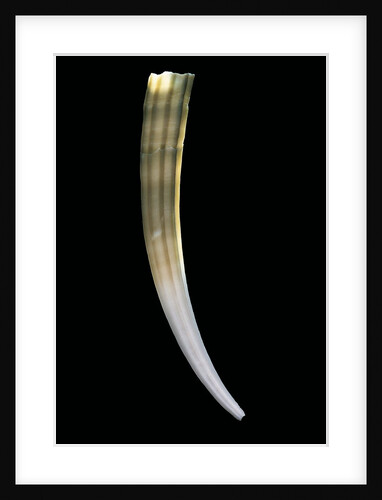Dentalium elephantinum by Anonymous