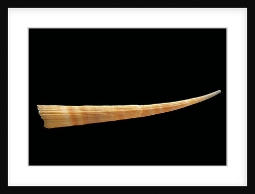 Dentalium rossati by Anonymous