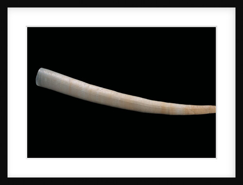 Dentalium vernedei by Anonymous