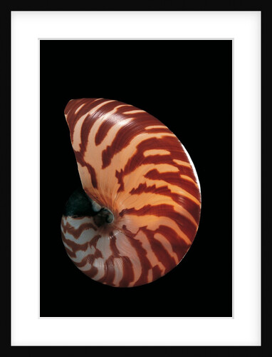 Nautilus macromphalus by Anonymous