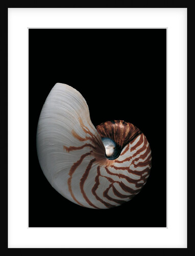 Nautilus pompilius by Anonymous