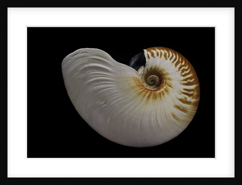 Nautilus scrobiculatus by Anonymous