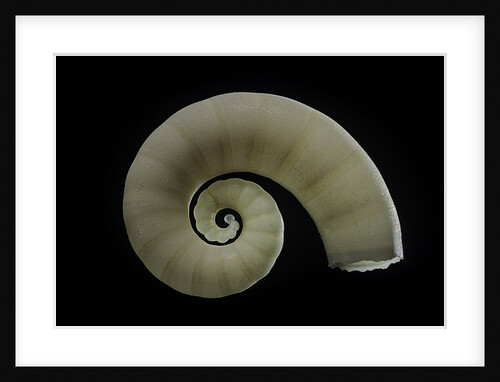 Spirula spirula by Anonymous