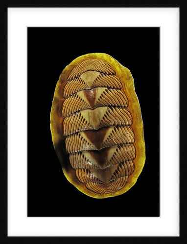 Tonicella lineata by Anonymous