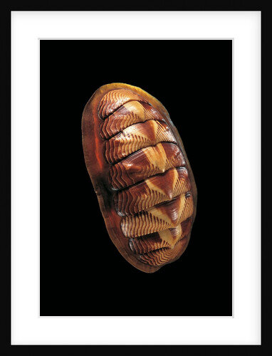 Tonicella lineata by Anonymous