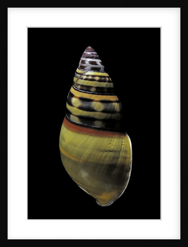 Amphidromus floresianus by Anonymous