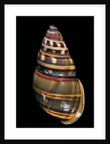 Amphidromus floresianus by Anonymous