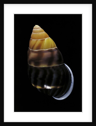 Amphidromus perversus by Anonymous