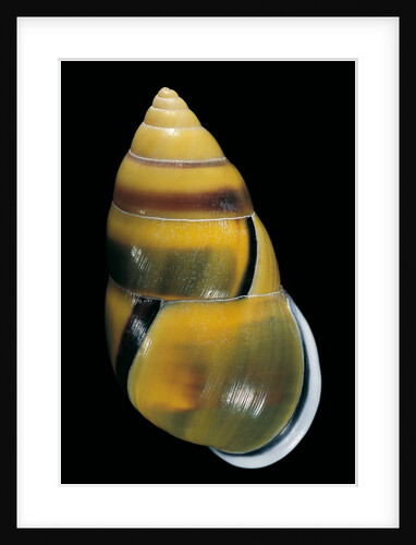 Amphidromus perversus by Anonymous