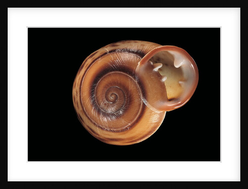 Anostoma octodentatus depressum by Anonymous